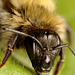 bumble_bee_002