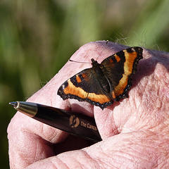 Milbert's Tortoise Shell / Aglais milberti