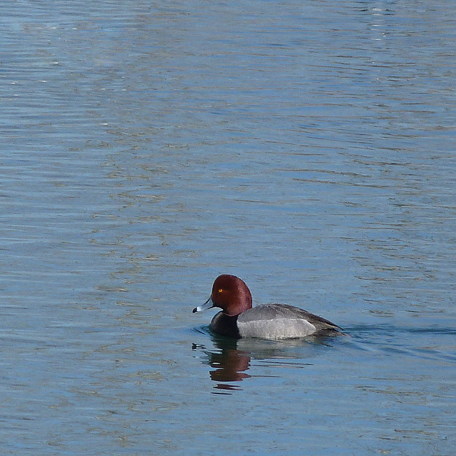 Redhead male