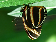 Banded Orange / Dryadula phaetusa