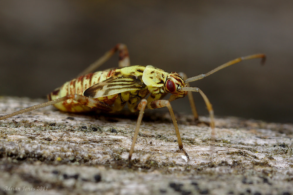 mirid_bug_001