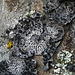Netted Rock Tripe / Umbilicaria proboscidea