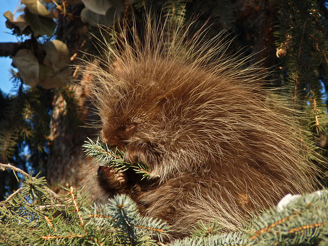 Hungry Porcupine