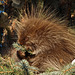 Hungry Porcupine