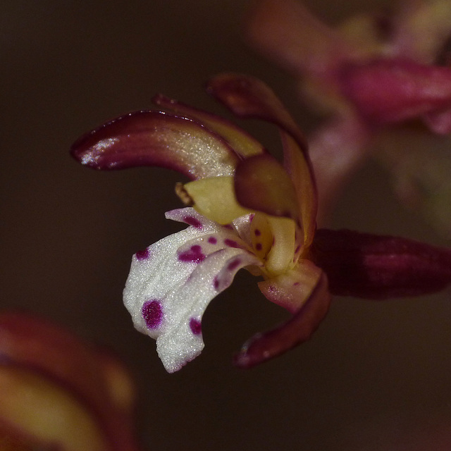 Spotted Coralroot