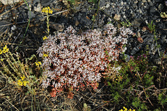 Sedum album - Orpin blanc