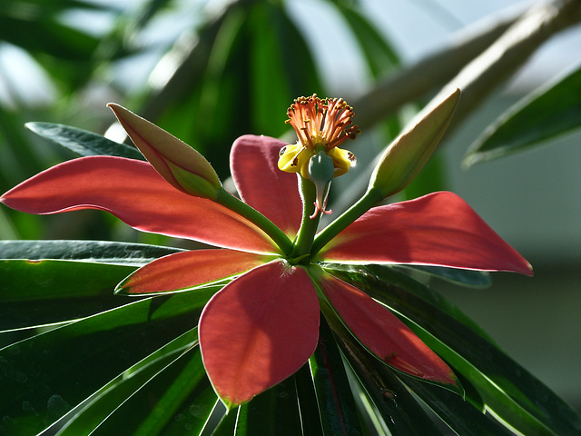 Jamaican Poinsettia