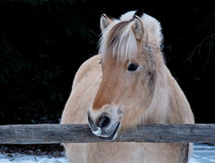 Northern Fjord Horse