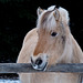 Northern Fjord Horse