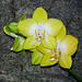 Yellow‑phalaenopsis Orchid / Phalaenopsis Golden