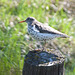 Spotted Sandpiper