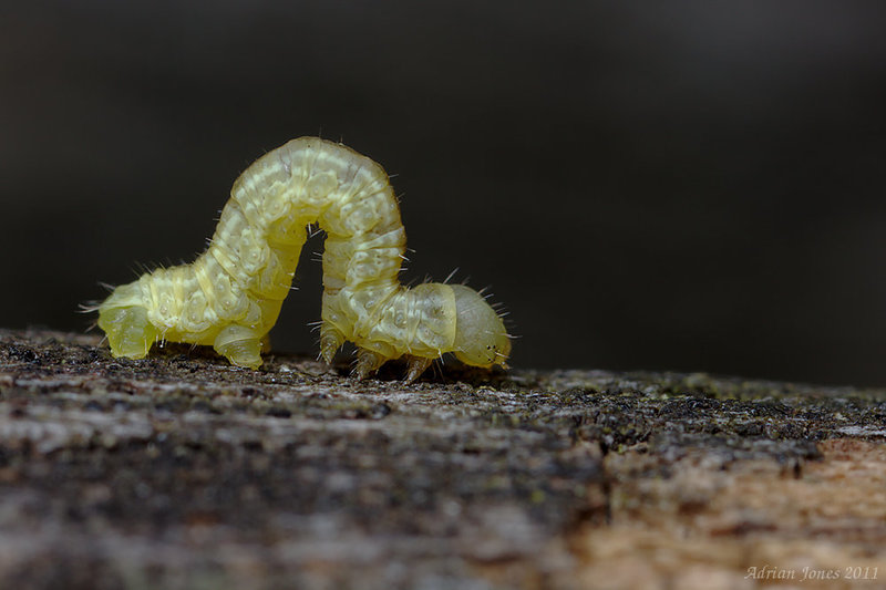 Winter Moth Larva?