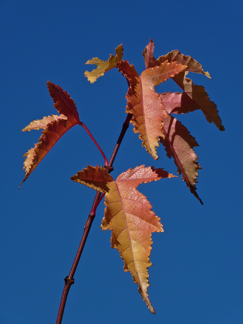 Amur Maple