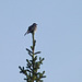 Townsend's Solitaire