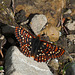 Anicia, or maybe Edith's, Checkerspot
