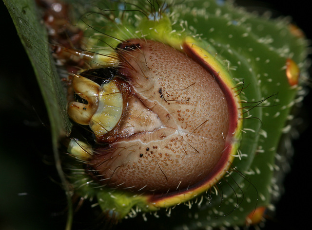 Antheraea frithi caterpillar head