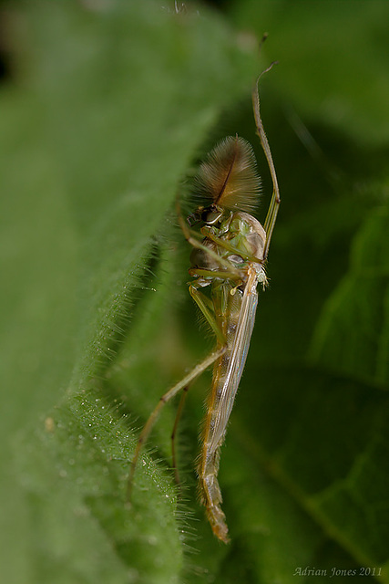 Chironomid midge.