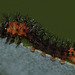African moon moth (Argema mimosae) caterpillar, first instar