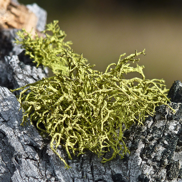 Wolf Lichen