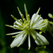 Native Clematis / Clematis lingusticifolia