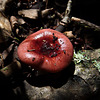 Little red mushroom