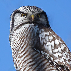 Portrait of a Northern Hawk Owl