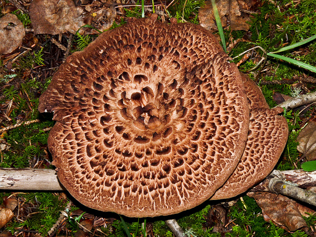 Shingled/Scaly Hedgehog fungus