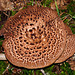 Shingled/Scaly Hedgehog fungus