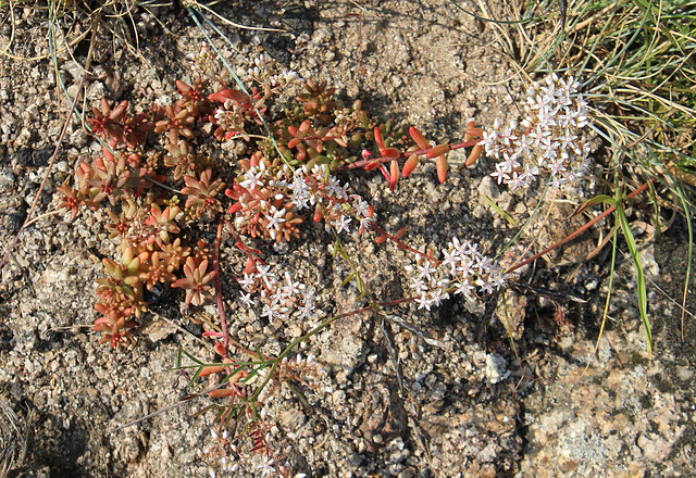 Sedum album - Orpin blanc