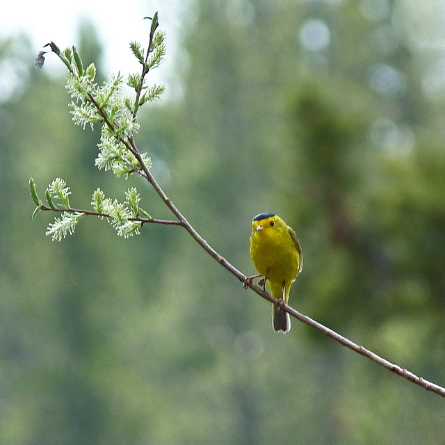 Wilson's Warbler