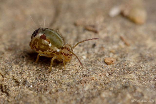 Calvatomina nr superba