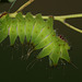 African moon moth (Argema mimosae) caterpillar, fourth instar