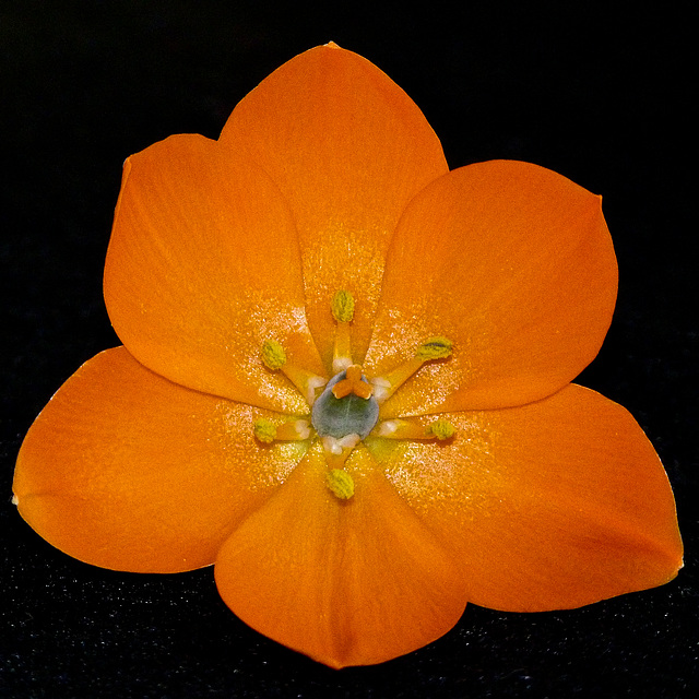 Orange Star / Ornithogalum dubium