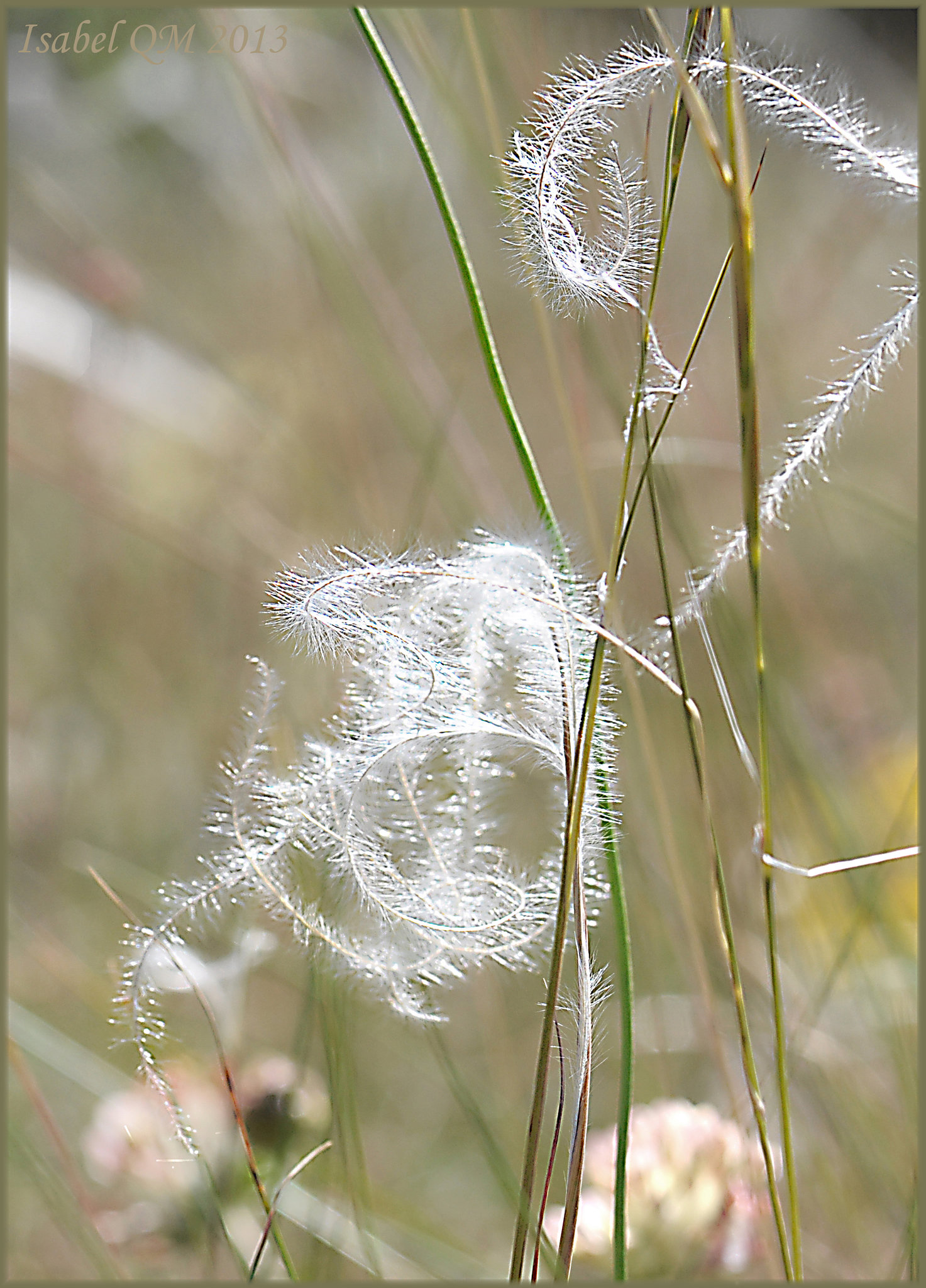 Stipa pennata