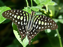 Tailed Jay / Graphium agamemnon