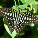 Tailed Jay / Graphium agamemnon