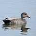 Gadwall