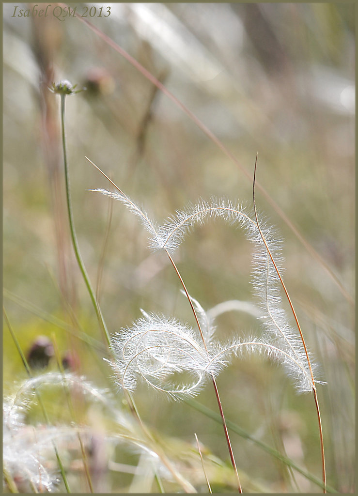 Stipa pennata