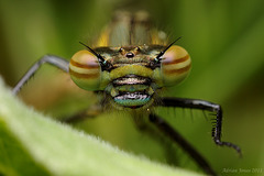 Large Red Damselfly (Pyrrhosoma nymphula)