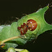 African moon moth (Argema mimosae) caterpillar, fifth instar