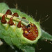 African moon moth (Argema mimosae) caterpillar, fifth instar