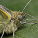 Green Veined White Butterfly.