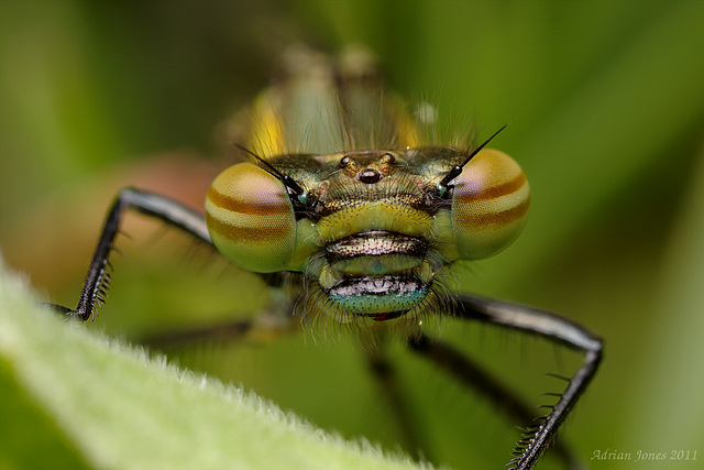 Large Red Damselfly (Pyrrhosoma nymphula)