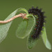 Marsh Fritillary (Euphydryas aurinia) caterpillar