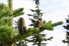 Subalpine Fir