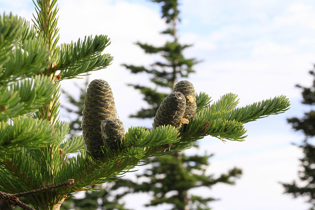 Subalpine Fir