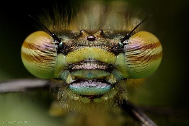 Large Red Damselfly (Pyrrhosoma nymphula)