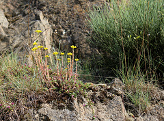 Sedum rupestre sur granite