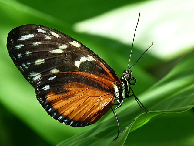 Tiger Longwing / Heliconius hecale