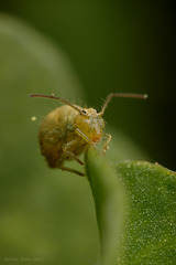 Sminthurus viridis